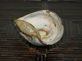 ①李朝鶏龍山編笠形盃３