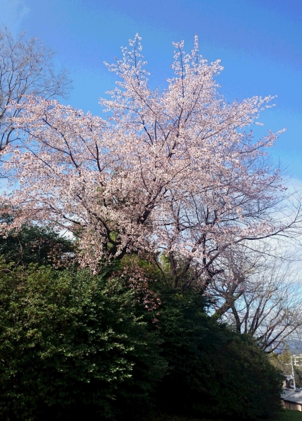 DSC 9833 2