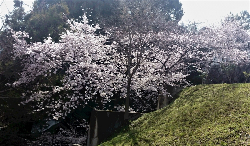 DSC 9842 2